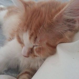 Meet your Posher, Lynda